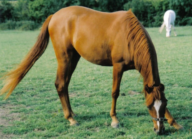 dassa in field dassainfield.jpg