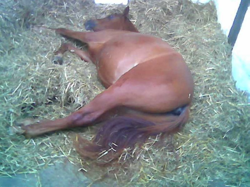 Das sleep dassleep.jpg
