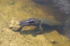 alligatoralleyday1213_small.jpg