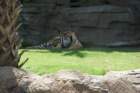 buschgardensday652_small.jpg