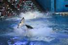 seaworldday13047_small.jpg