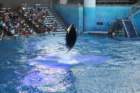 seaworldday13049_small.jpg