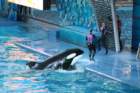 seaworldday13054_small.jpg