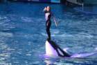 seaworldday13076_small.jpg