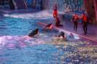 seaworldday13082_small.jpg