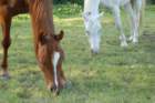 rupdaslettiejumping006_small.jpg