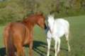 17welshponyshow10may09_index.jpg