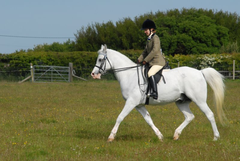 Welsh Pony & Cob Show 10th May 2009 017 welshponycobshow10thmay2009017.jpg