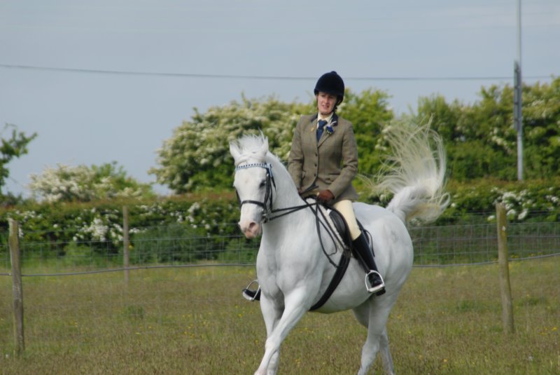 Welsh Pony & Cob Show 10th May 2009 023 welshponycobshow10thmay2009023.jpg