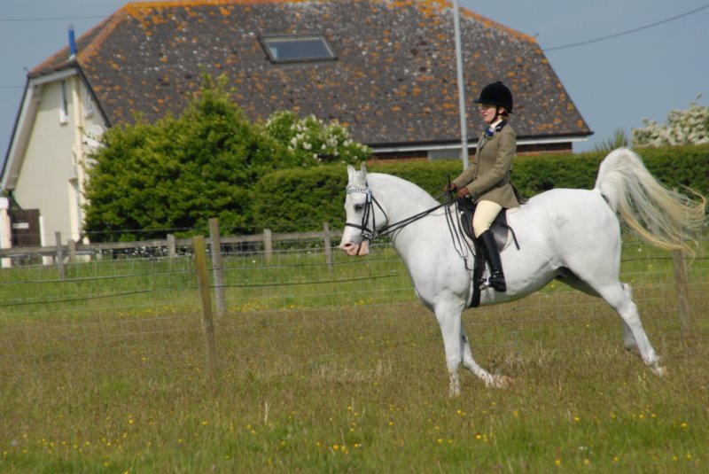 Welsh Pony & Cob Show 10th May 2009 024 welshponycobshow10thmay2009024.jpg