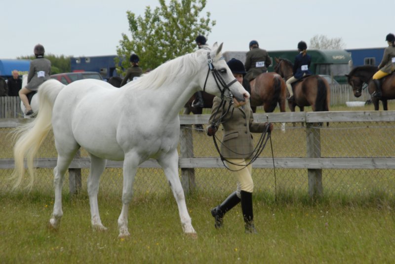 Welsh Pony & Cob Show 10th May 2009 042 welshponycobshow10thmay2009042.jpg