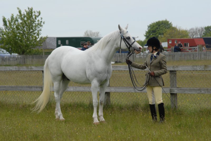 Welsh Pony & Cob Show 10th May 2009 043 welshponycobshow10thmay2009043.jpg