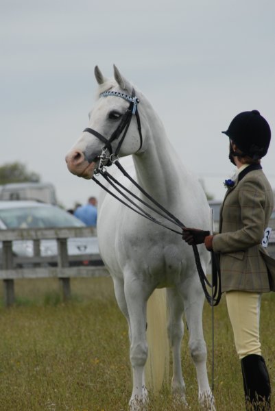 Welsh Pony & Cob Show 10th May 2009 045 welshponycobshow10thmay2009045.jpg
