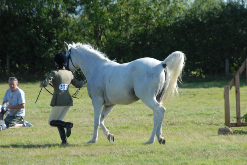 Hunt Show 23rd August 2009 037 huntshow23rdaugust2009037.jpg