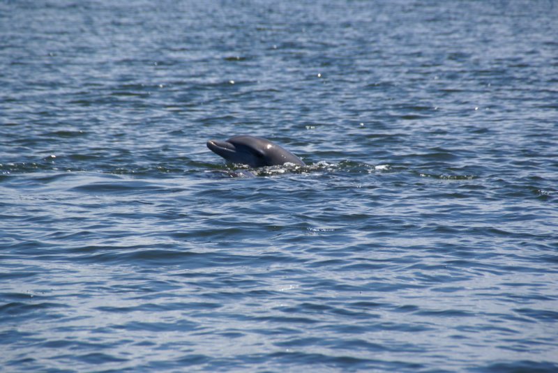 DSC03532 dsc03532.jpg