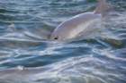 dsc03604_small.jpg