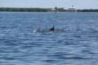 dsc03678_small.jpg
