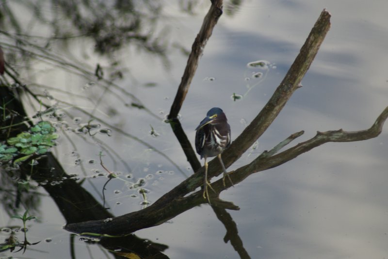 DSC03699 dsc03699.jpg