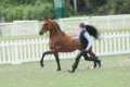 2010-07-31_arab_national_show_malvern.jpg