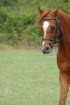 dassa_dressage_15th_aug_10_05_small.jpg