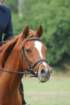 dassa_dressage_15th_aug_10_09_small.jpg
