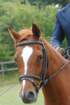 dassa_dressage_15th_aug_10_15_small.jpg
