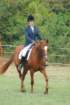 dassa_dressage_15th_aug_10_24_small.jpg
