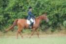 dassa_dressage_15th_aug_10_33_small.jpg