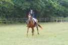 dassa_dressage_15th_aug_10_34_small.jpg