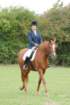 dassa_dressage_29th_aug_10_002_small.jpg