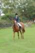 dassa_dressage_29th_aug_10_006_small.jpg