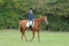 dassa_dressage_29th_aug_10_011_small.jpg