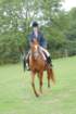 dassa_dressage_29th_aug_10_015_small.jpg