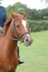 dassa_dressage_29th_aug_10_017_small.jpg