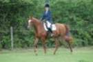 dassa_dressage_29th_aug_10_023_small.jpg