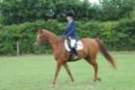dassa_dressage_29th_aug_10_024_small.jpg