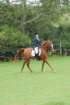 dassa_dressage_29th_aug_10_030_small.jpg