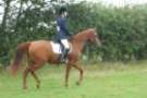 dassa_dressage_5th_sept_2010_013_small.jpg