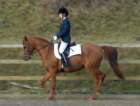 dassa_dressage_23_jan_2011_004_small.jpg