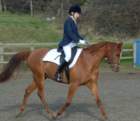 dassa_dressage_23_jan_2011_011_small.jpg