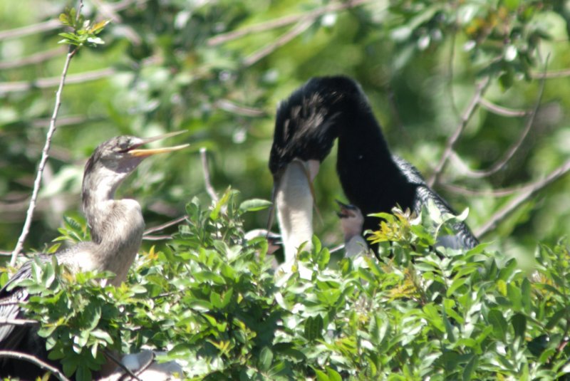 DSC01500 dsc01500.jpg