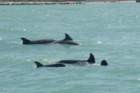 dsc_0143_small.jpg