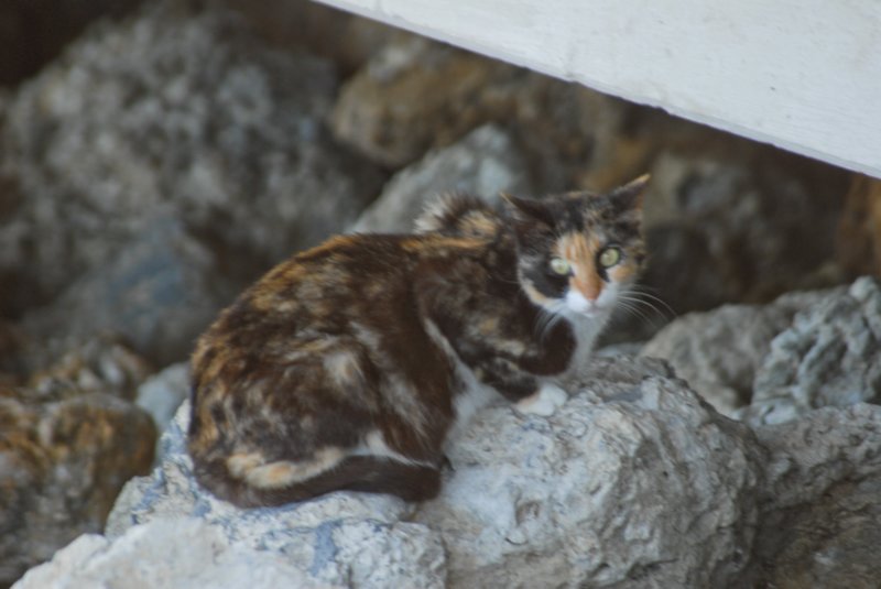 DSC_0230 dsc_0230.jpg