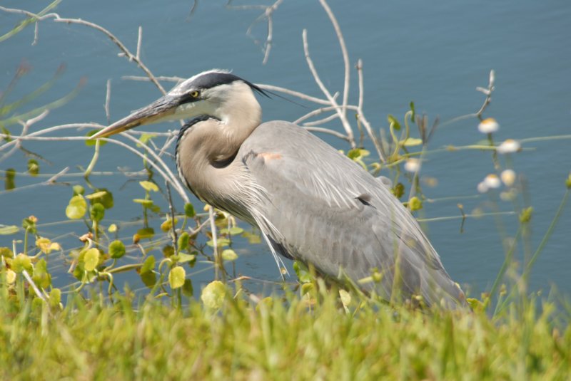 DSC_0233 dsc_0233.jpg