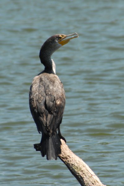 DSC_0254 dsc_0254.jpg