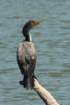 dsc_0254_small.jpg