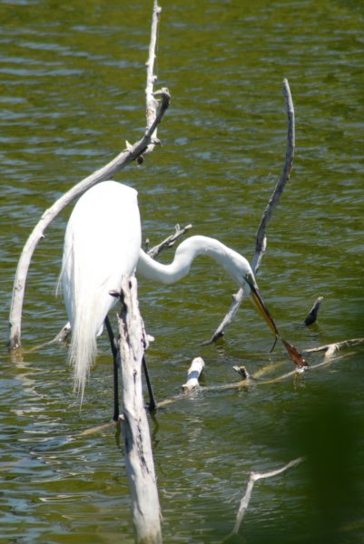 DSC_0288 dsc_0288.jpg