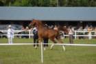 dsc_0081_small.jpg