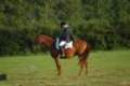2012-08-15_dressage_froghill_index.jpg
