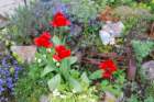 dsc_0129_small.jpg